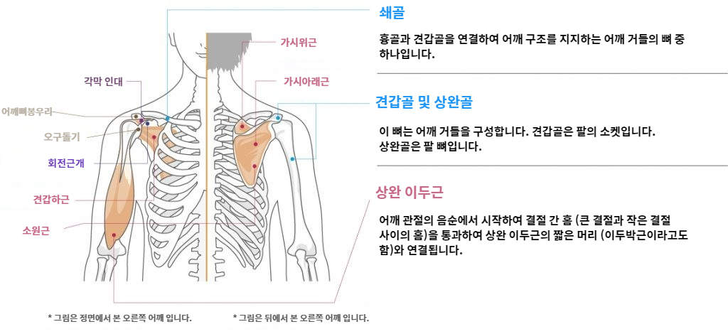 Shoulder function and anatomy