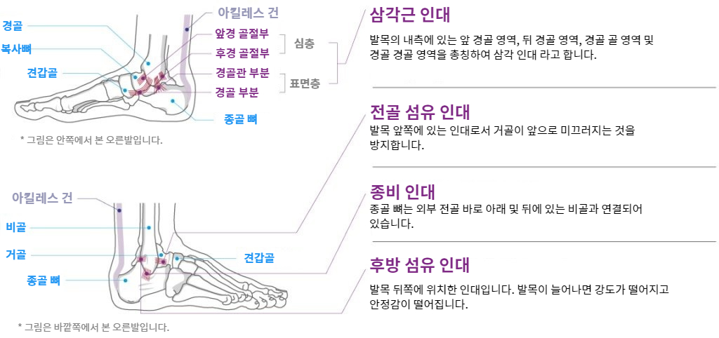 Ankle and Achilles tendon function and anatomy