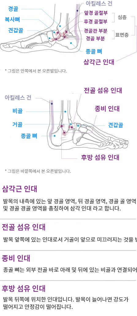 Ankle and Achilles tendon function and anatomy