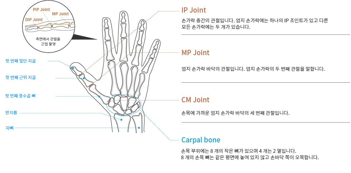 Function and Anatomy of the Thumb and Finger