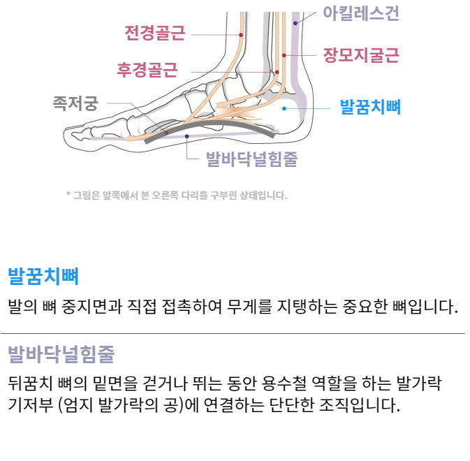 Foot function and anatomy