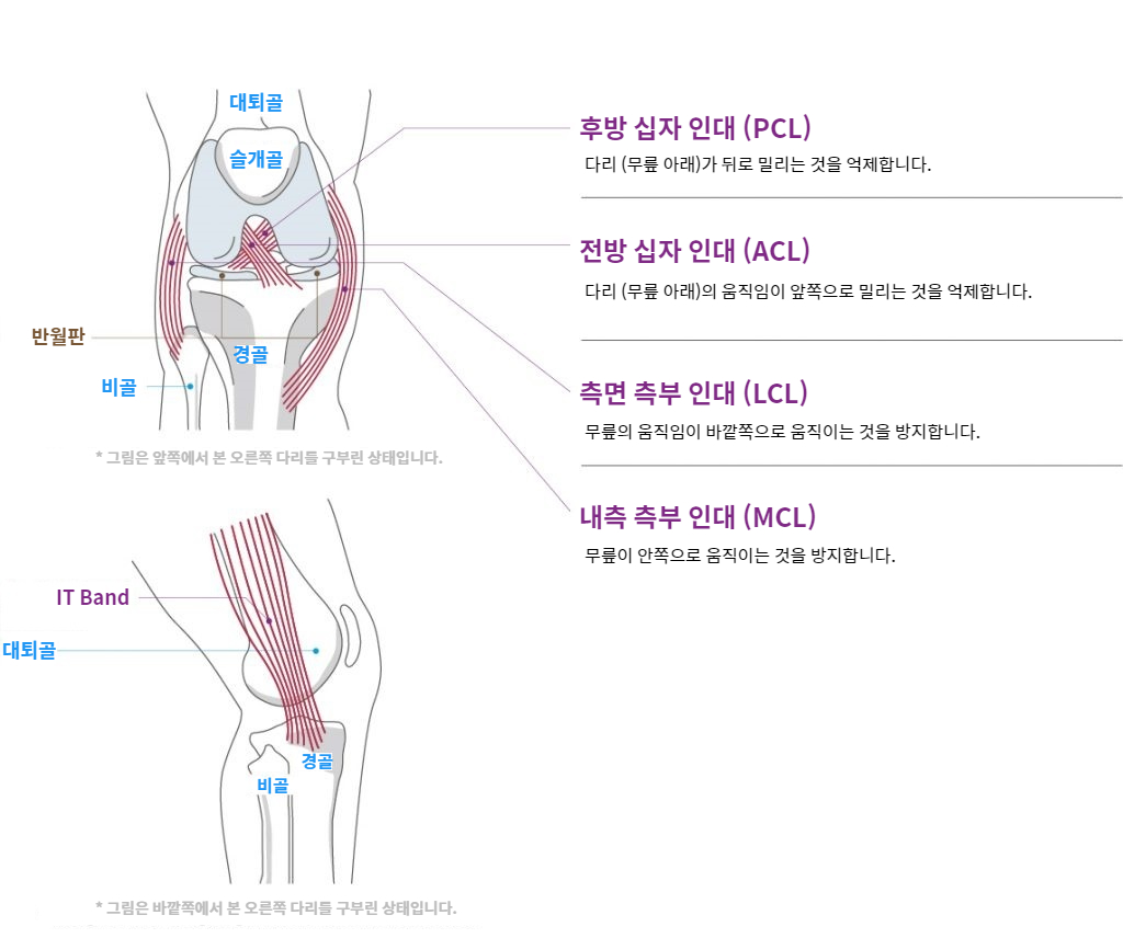 Knee Function and Anatomy