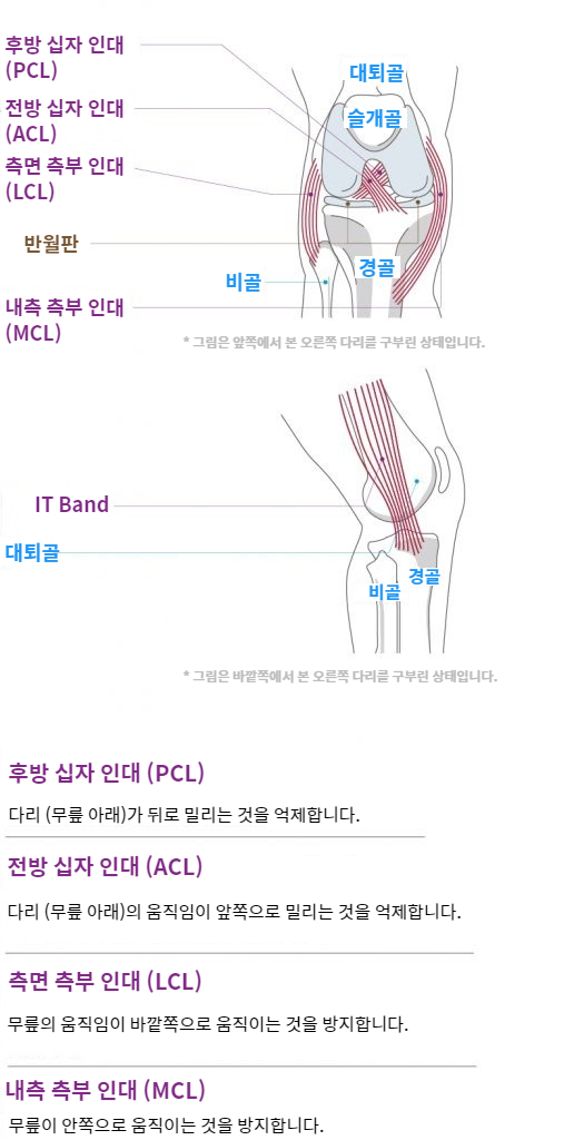 Knee Function and Anatomy