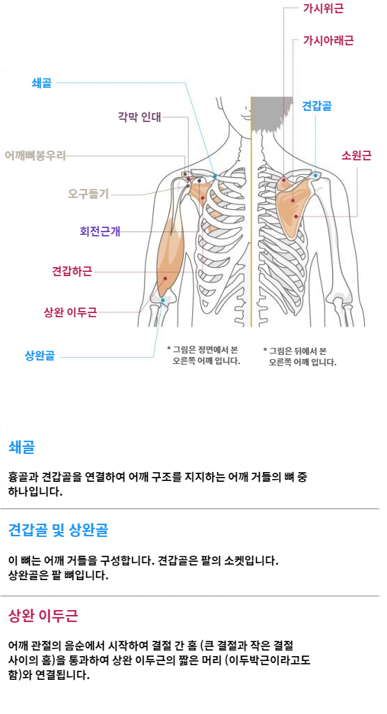 Shoulder function and anatomy