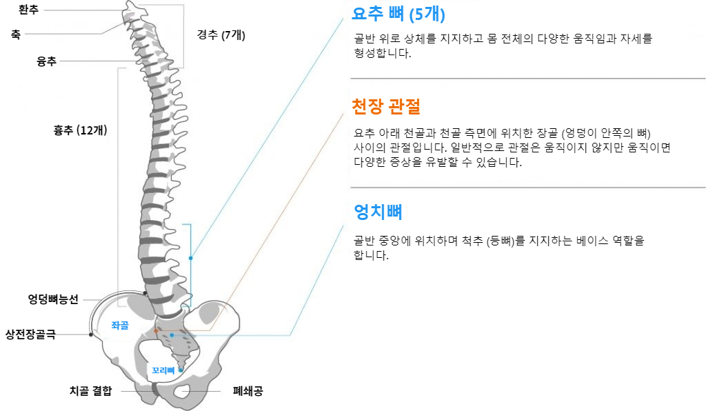 Function and anatomy of the lower back