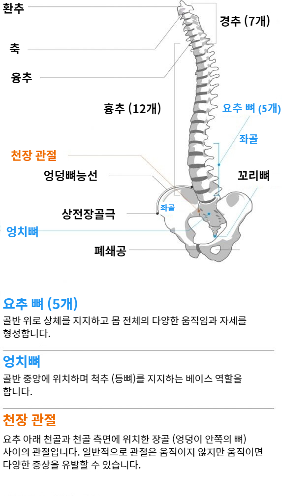 Function and anatomy of the lower back