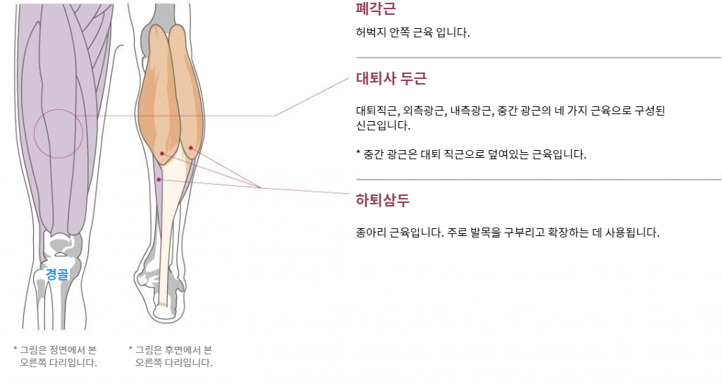 Function and anatomy of the Thigh, Calf and Shin