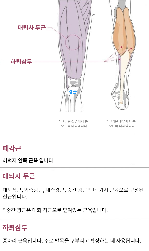 Function and anatomy of the Thigh, Calf and Shin