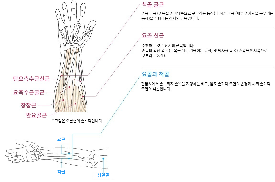 Wrist Function and Anatomy