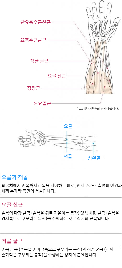 Wrist Function and Anatomy